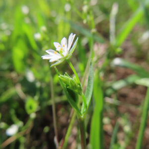ハコベの春の七草はこべらと星形の白花を撮影した花写真
