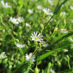 ハコベの春の七草はこべらと星形の白花を撮影した花写真