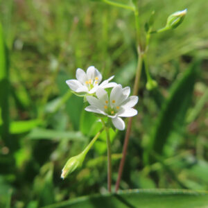ハコベの春の七草はこべらと星形の白花を撮影した花写真