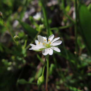 ハコベの春の七草はこべらと星形の白花を撮影した花写真