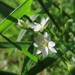 ハコベの春の七草はこべらと星形の白花を撮影した花写真