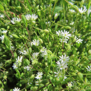 ハコベの春の七草はこべらと星形の白花を撮影した花写真