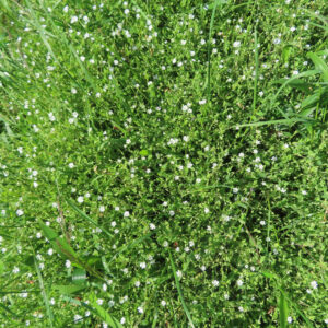 ハコベの春の七草はこべらと星形の白花を撮影した花写真