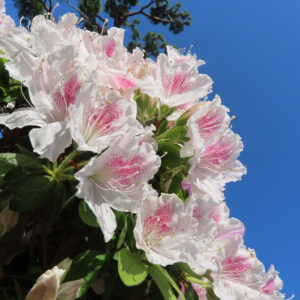 ツツジの万葉の花を撮影した花写真