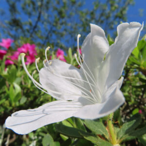 ツツジの万葉の花を撮影した花写真
