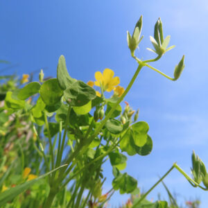 カタバミの片喰の三小葉を撮影した花写真