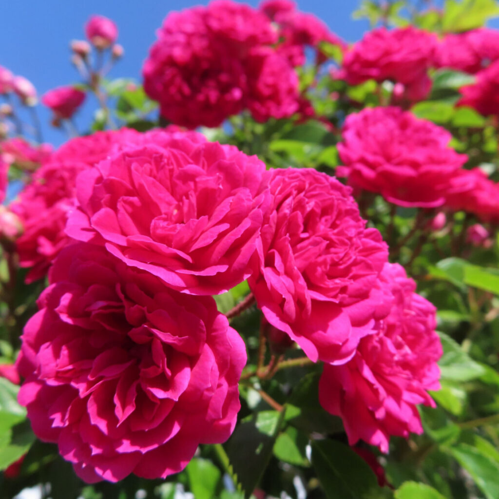 バラの花を撮影した無料写真素材