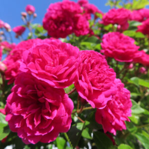 バラの花を撮影した無料写真素材