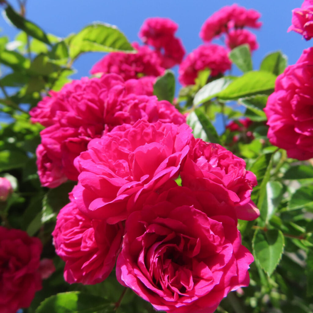 バラの花を撮影した無料写真素材