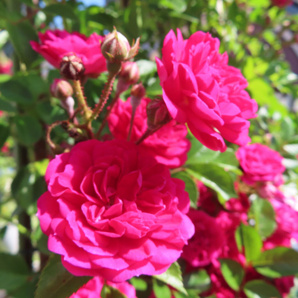 バラの花を撮影した無料写真素材