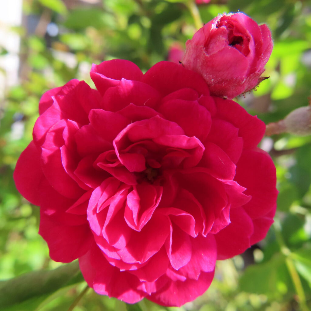 バラの花を撮影した無料写真素材