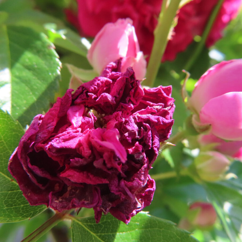 バラの花を撮影した無料写真素材