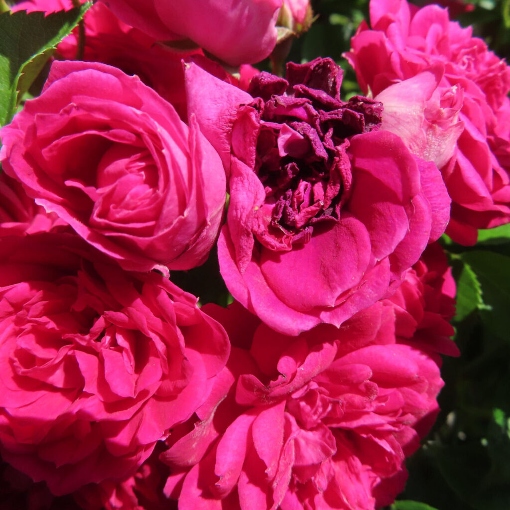 バラの花を撮影した無料写真素材