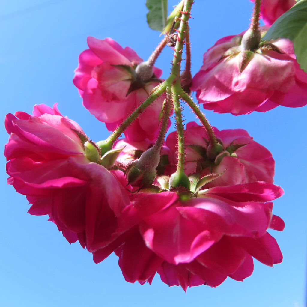 バラの花を撮影した無料写真素材