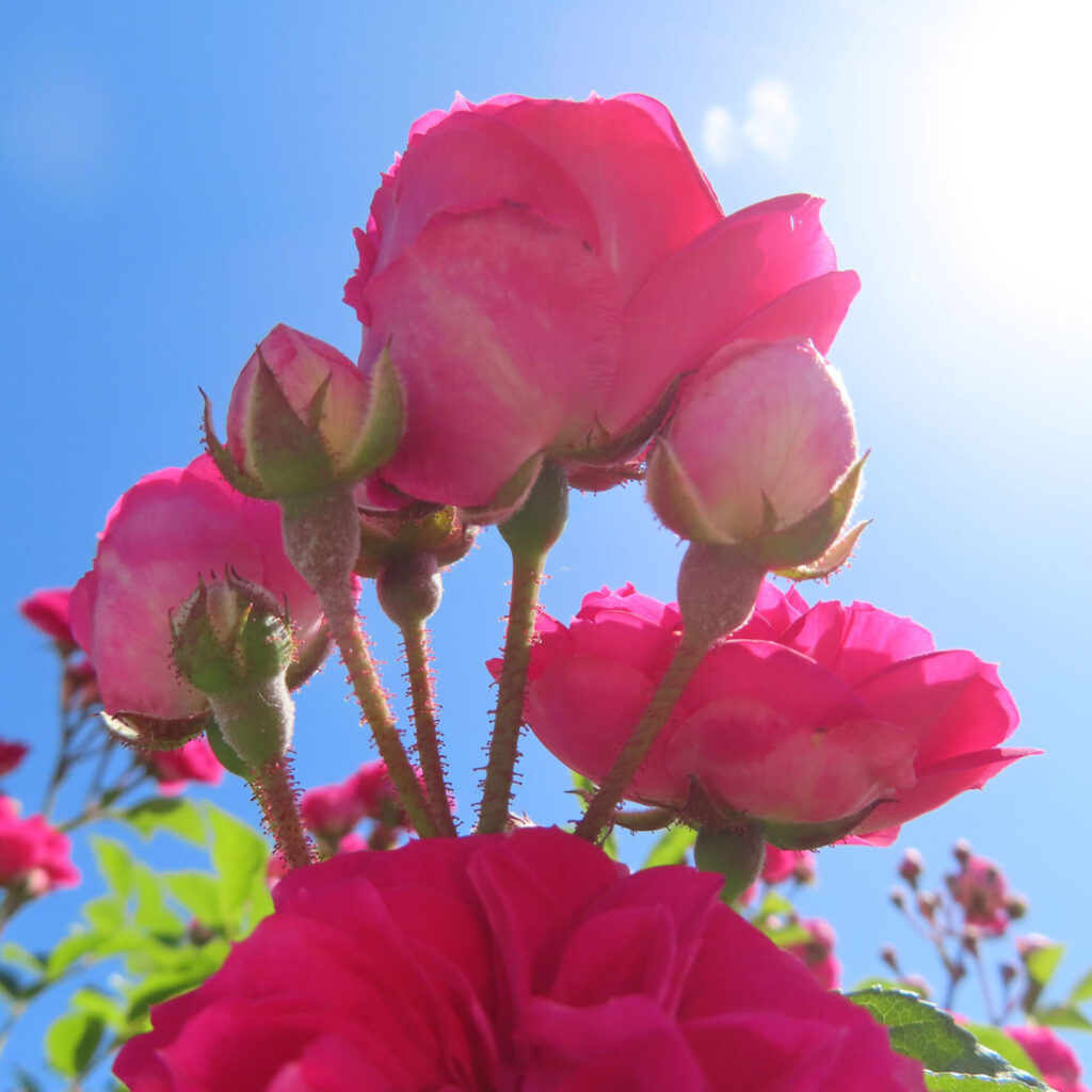 バラの花を撮影した無料写真素材