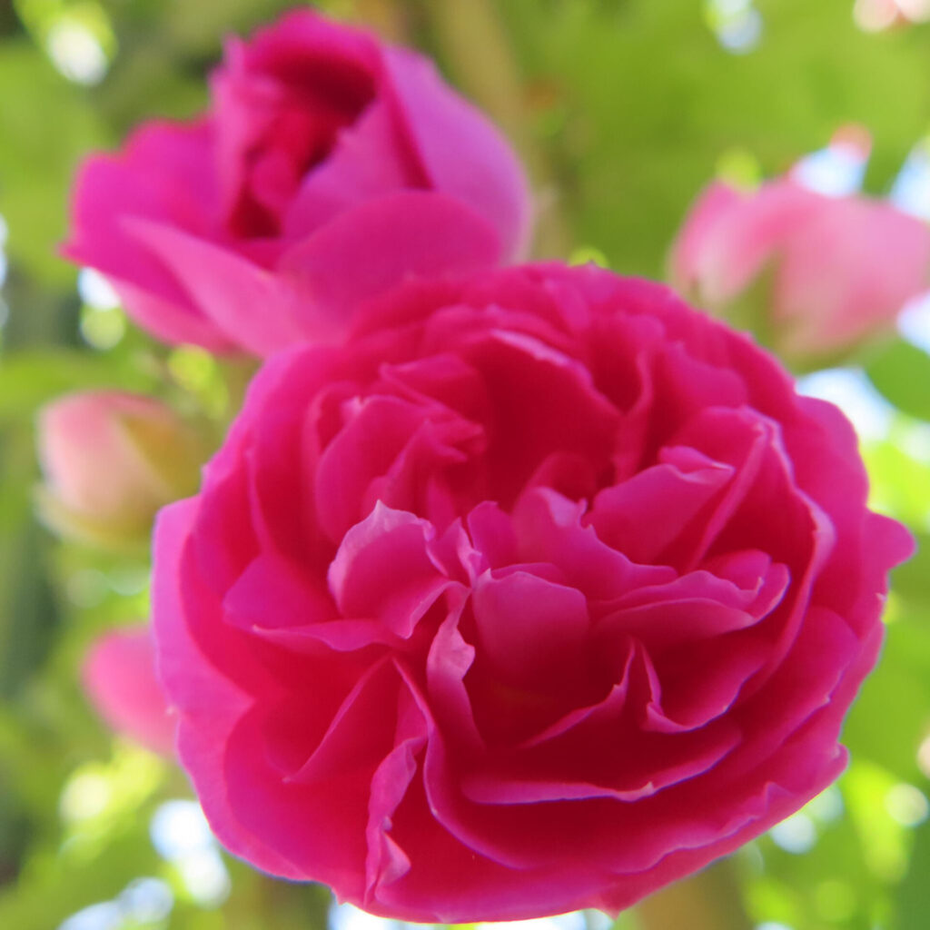 バラの花を撮影した無料写真素材