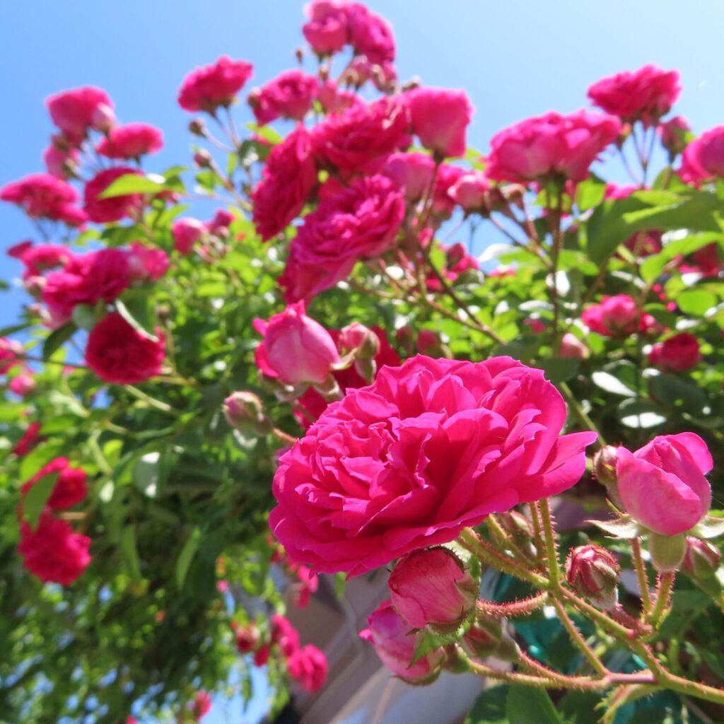 バラの花を撮影した無料写真素材