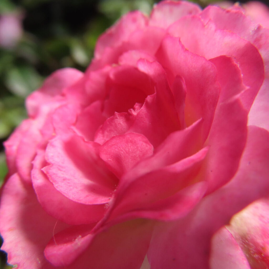 バラの花を撮影した無料写真素材