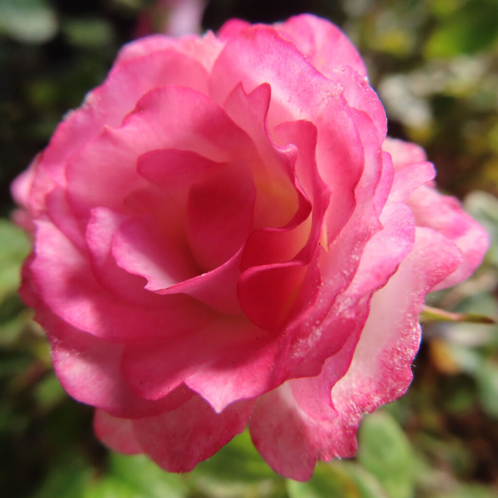バラの花を撮影した無料写真素材