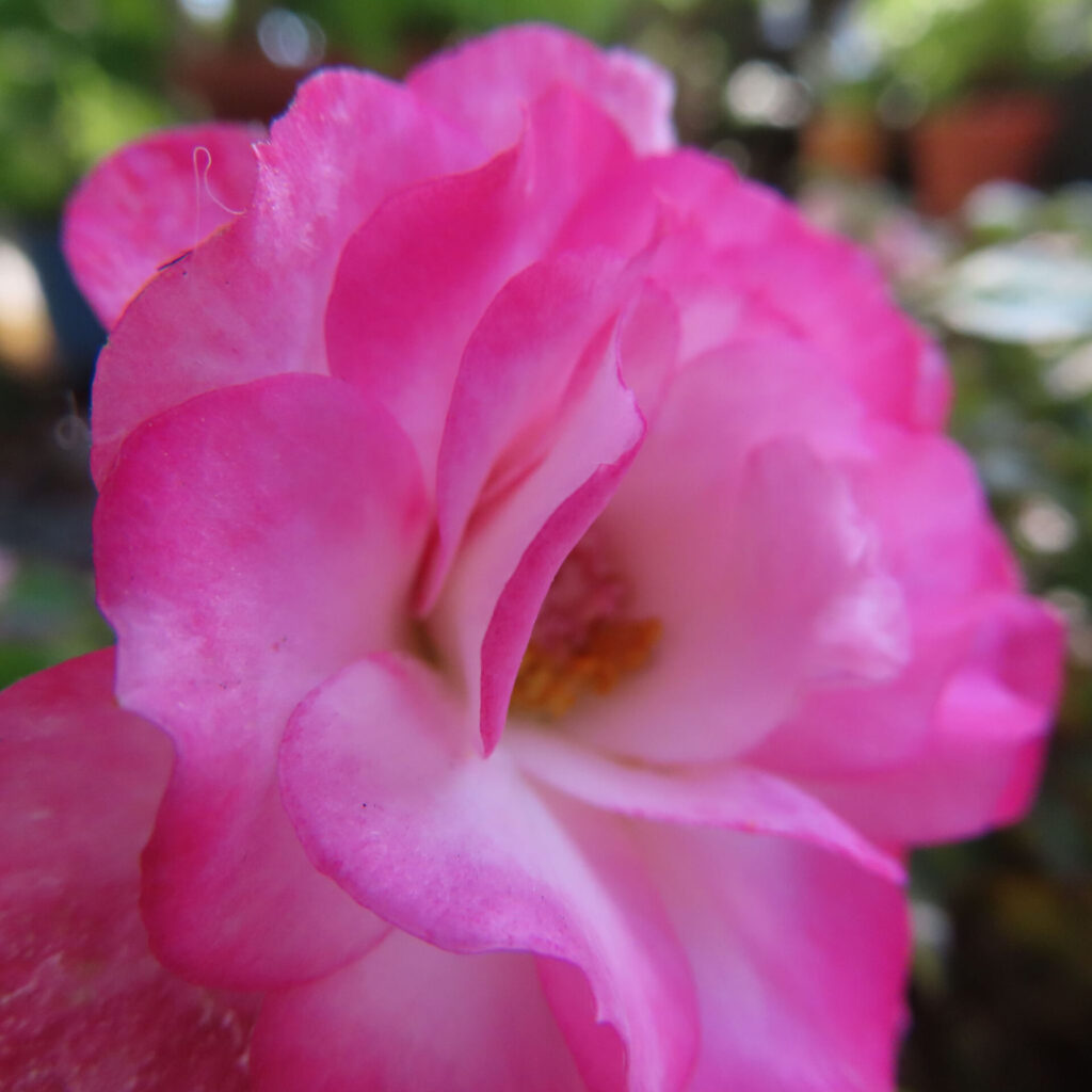 バラの花を撮影した無料写真素材