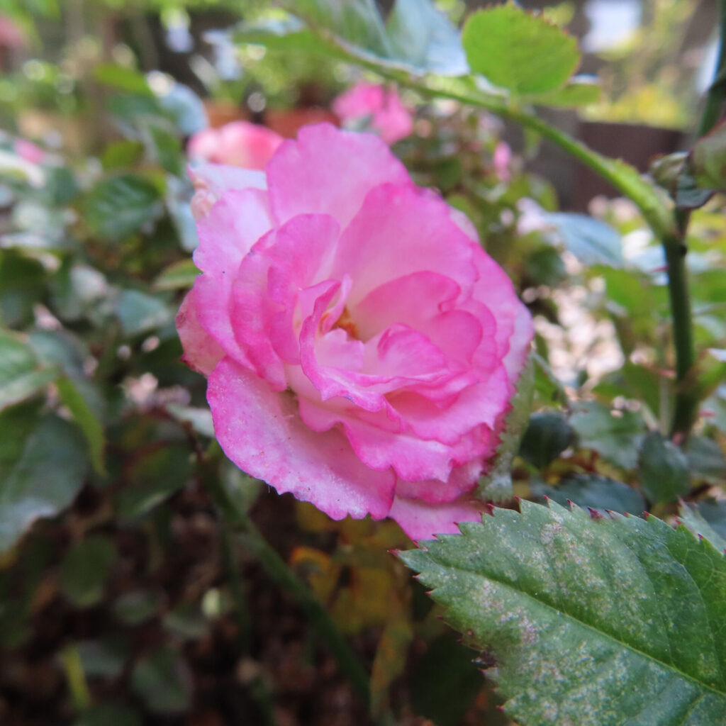 バラの花を撮影した無料写真素材