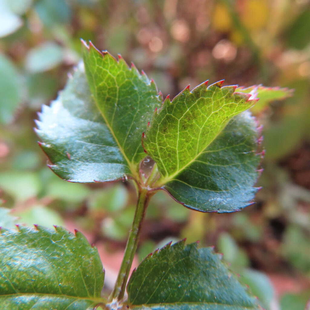 バラの花を撮影した無料写真素材
