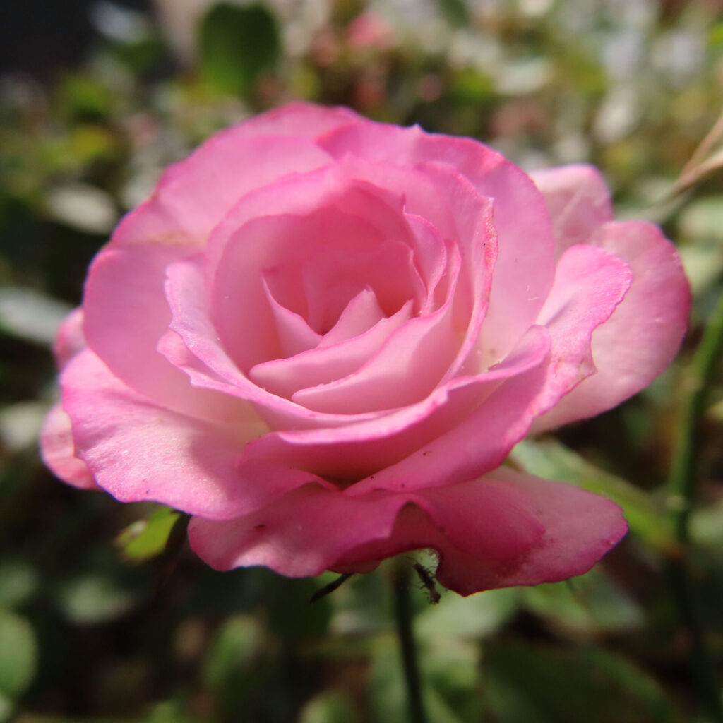 バラの花を撮影した無料写真素材