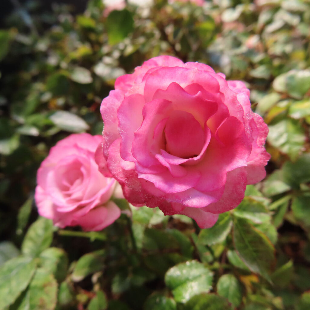バラの花を撮影した無料写真素材