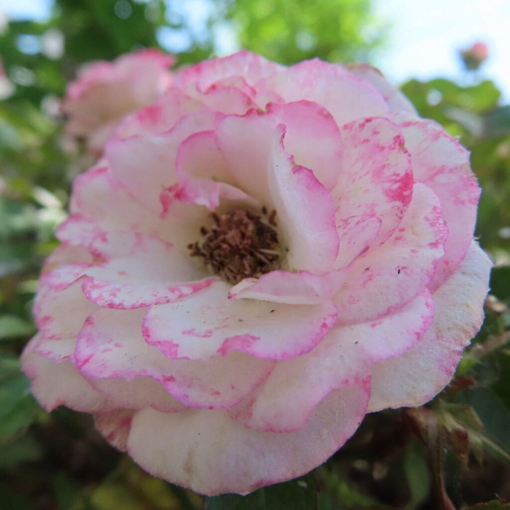 バラの花を撮影した無料写真素材