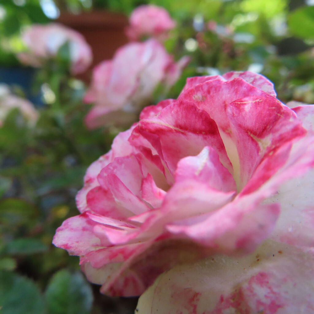 バラの花を撮影した無料写真素材