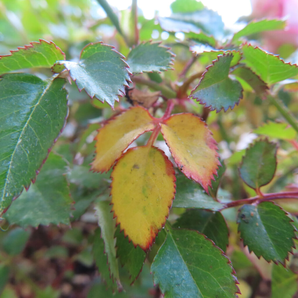 バラの花を撮影した無料写真素材