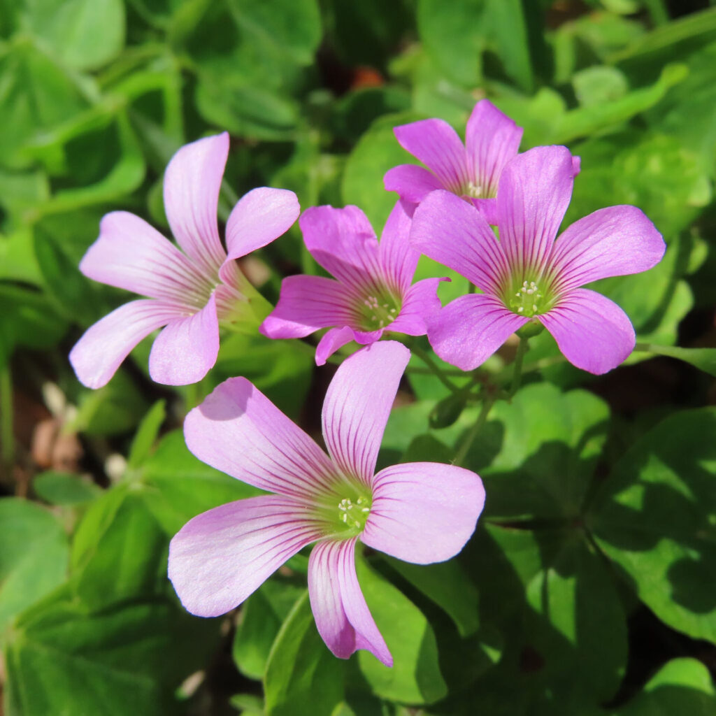 ムラサキカタバミの花を撮影した無料写真素材