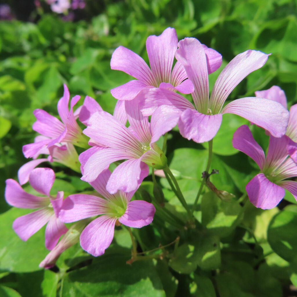 ムラサキカタバミの花を撮影した無料写真素材