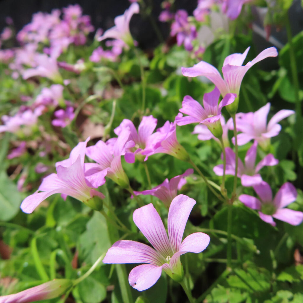 ムラサキカタバミの花を撮影した無料写真素材
