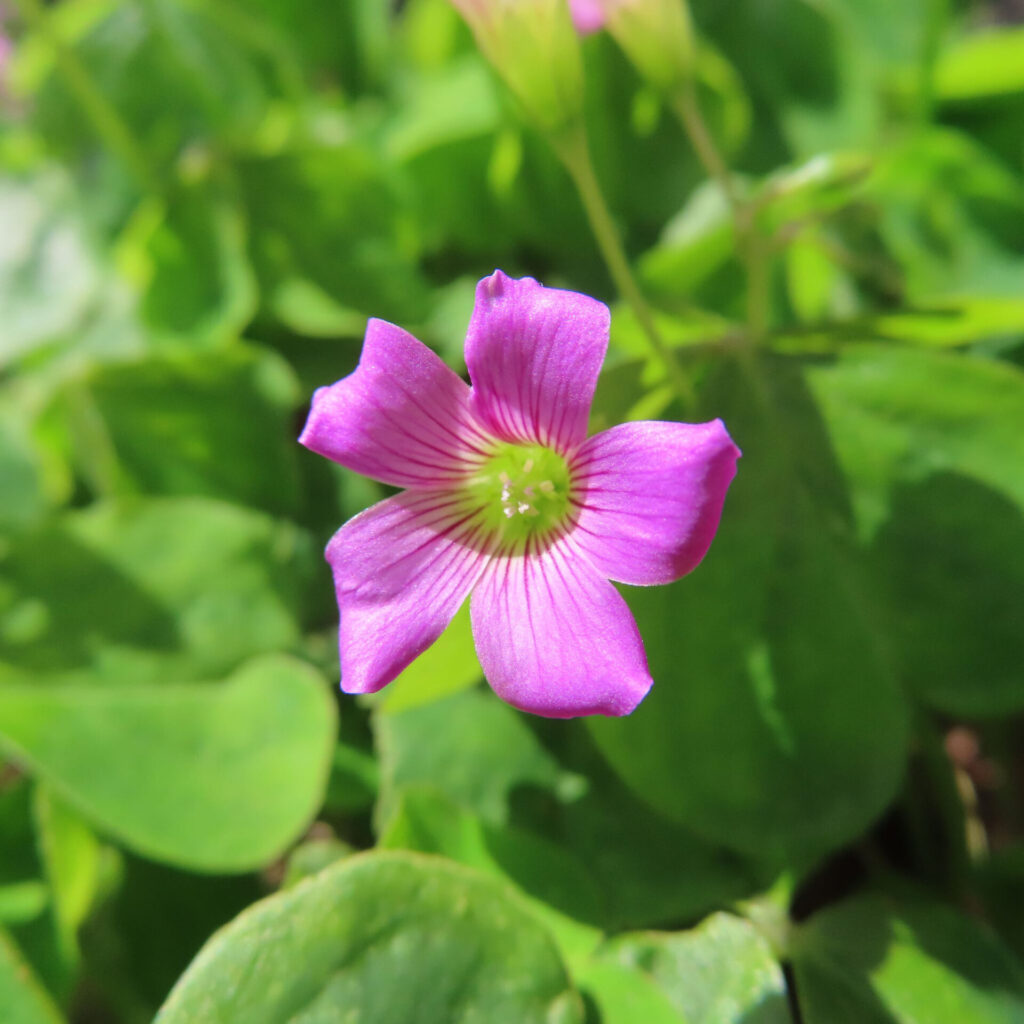 ムラサキカタバミの花を撮影した無料写真素材