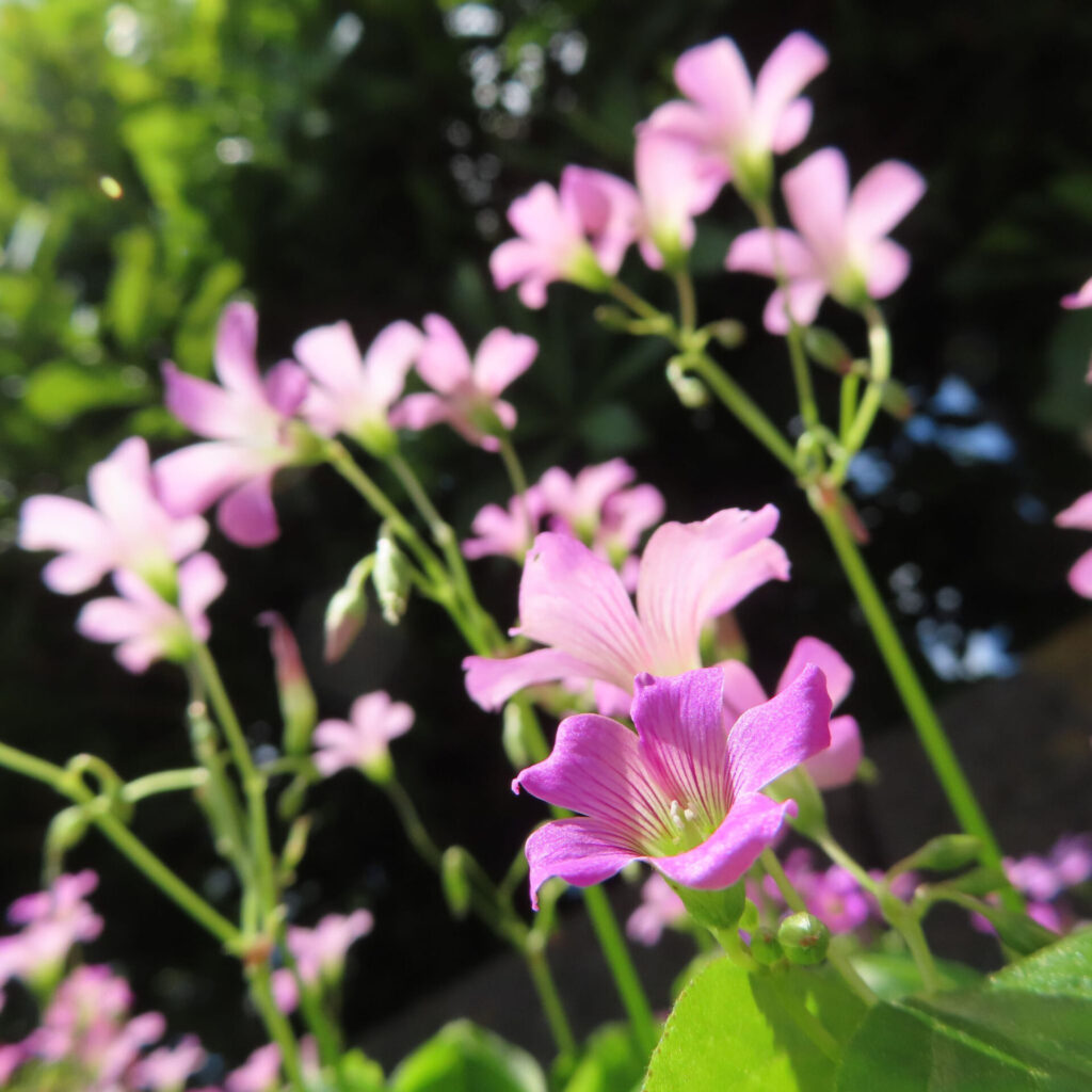 ムラサキカタバミの花を撮影した無料写真素材