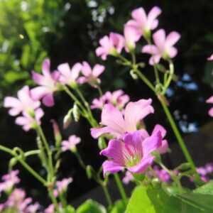 ムラサキカタバミの花を撮影した無料写真素材