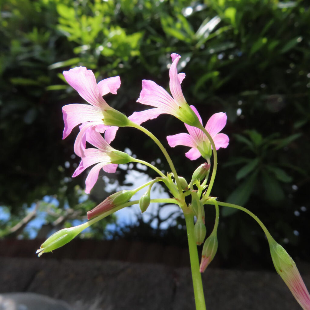 ムラサキカタバミの花を撮影した無料写真素材