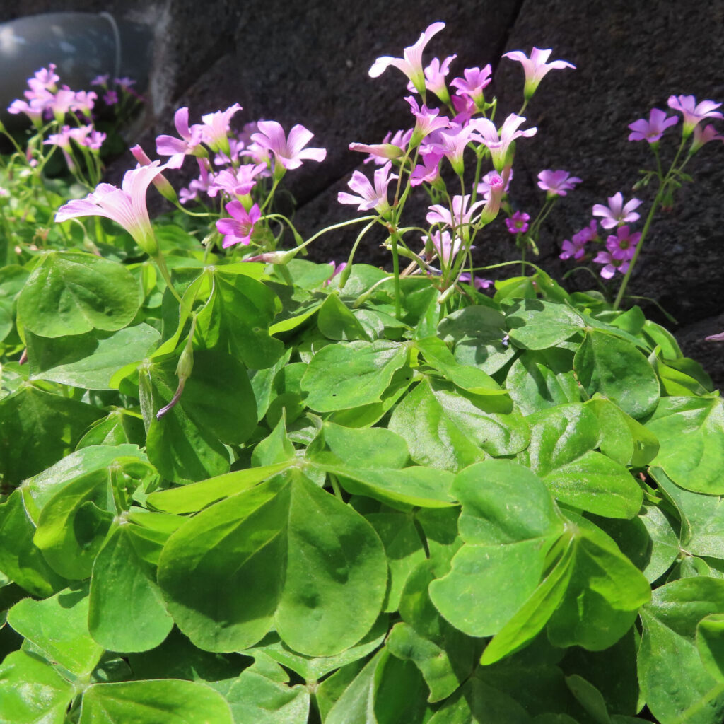 ムラサキカタバミの花を撮影した無料写真素材