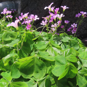 ムラサキカタバミの花を撮影した無料写真素材