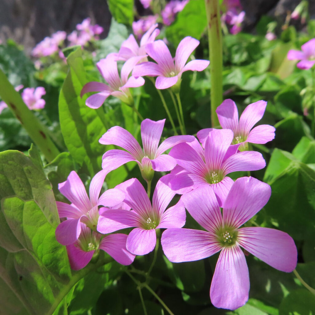 ムラサキカタバミの花を撮影した無料写真素材