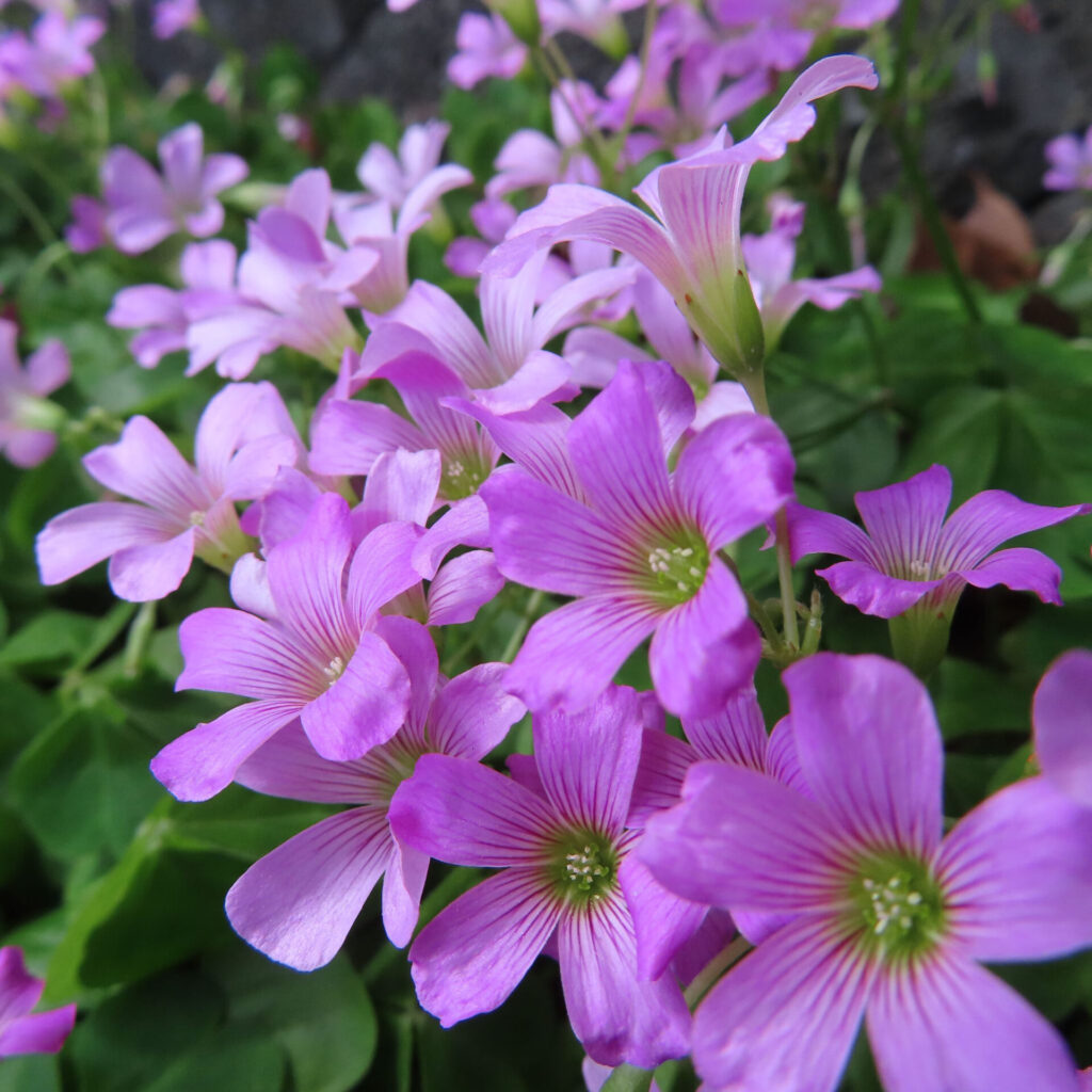 ムラサキカタバミの花を撮影した無料写真素材