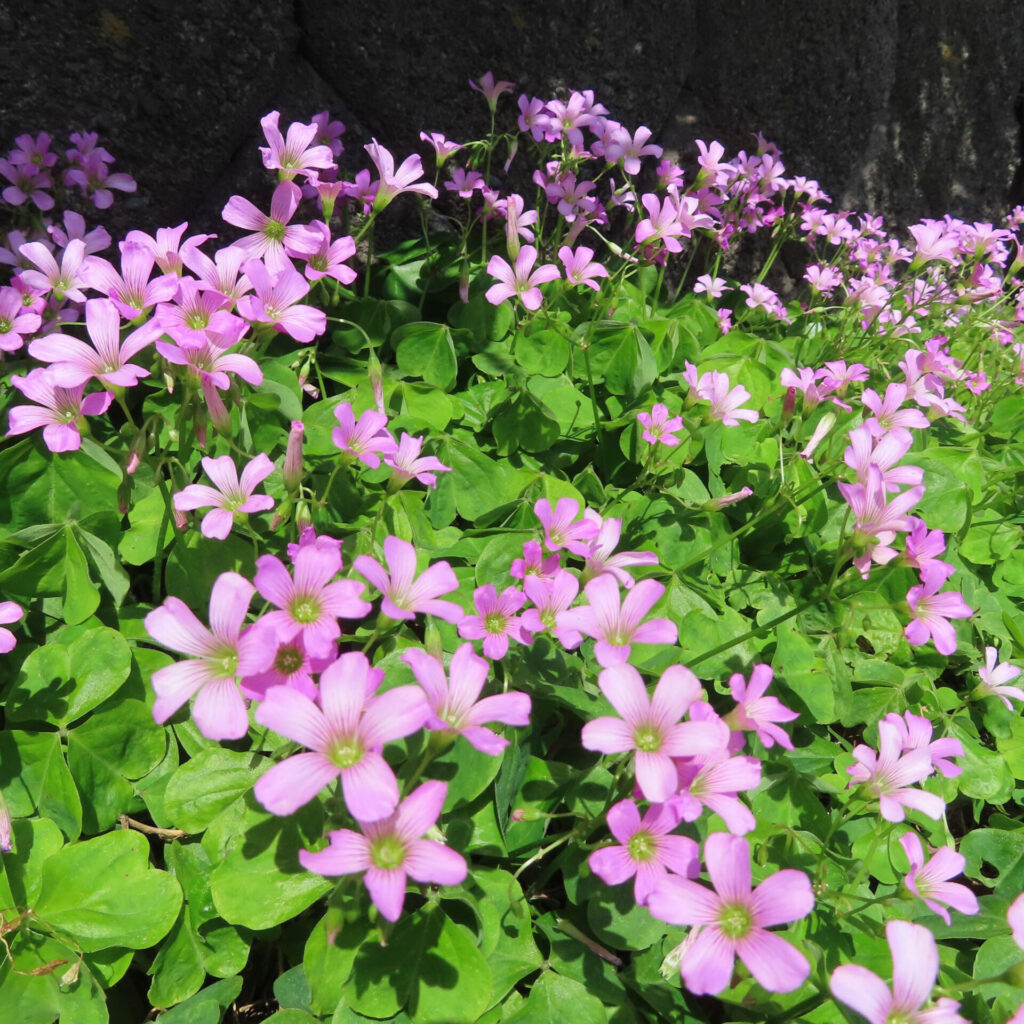ムラサキカタバミの花を撮影した無料写真素材