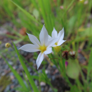 ニワゼキショウの花を撮影した無料写真素材