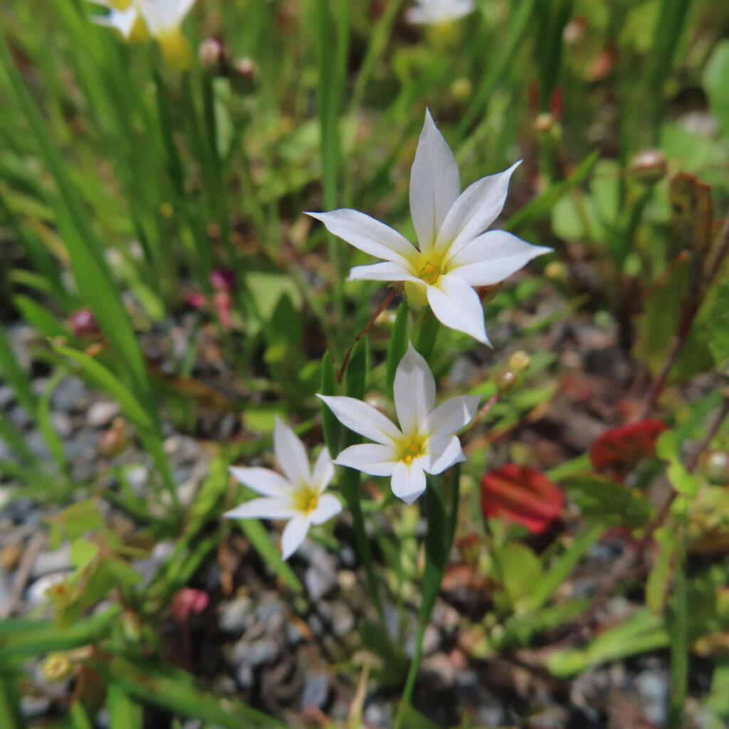 ニワゼキショウの花を撮影した無料写真素材