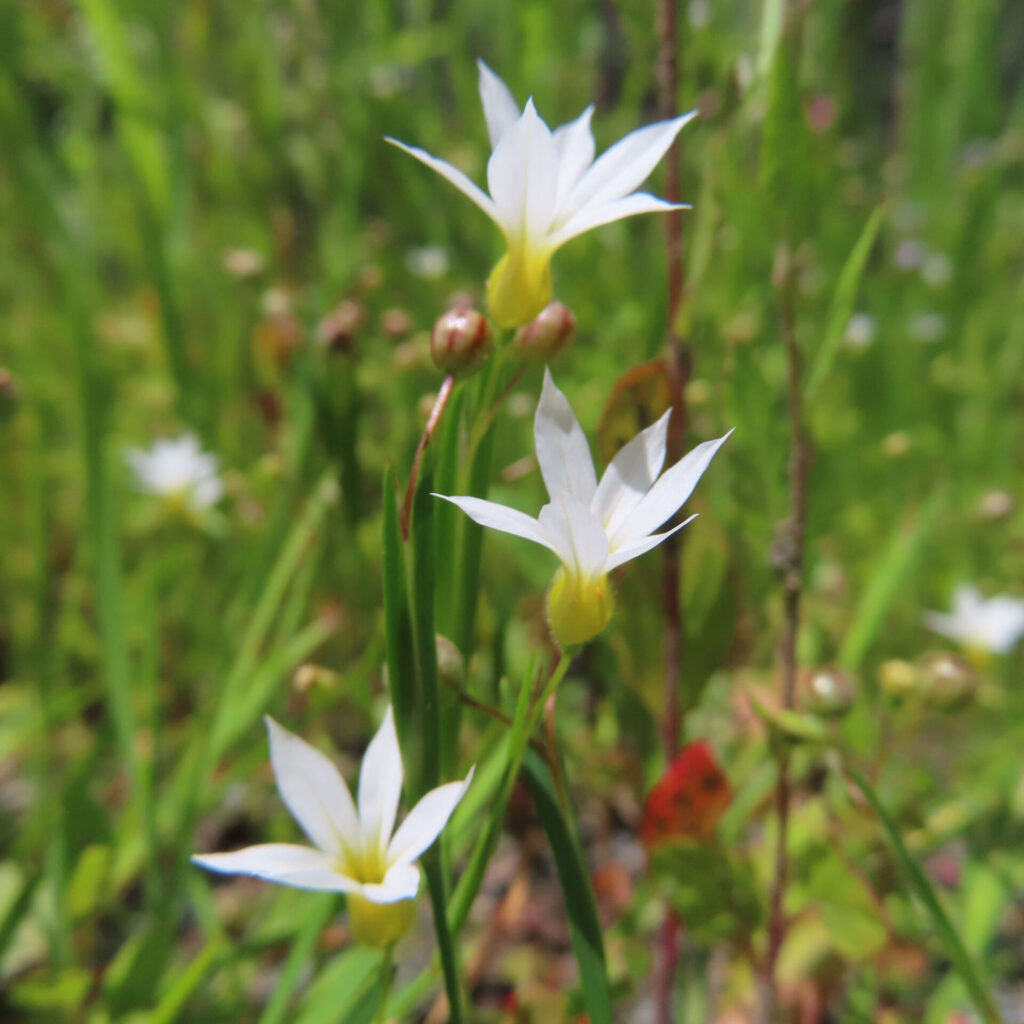 ニワゼキショウの花を撮影した無料写真素材