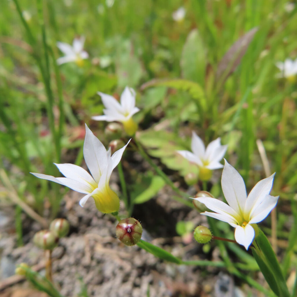 ニワゼキショウの花を撮影した無料写真素材