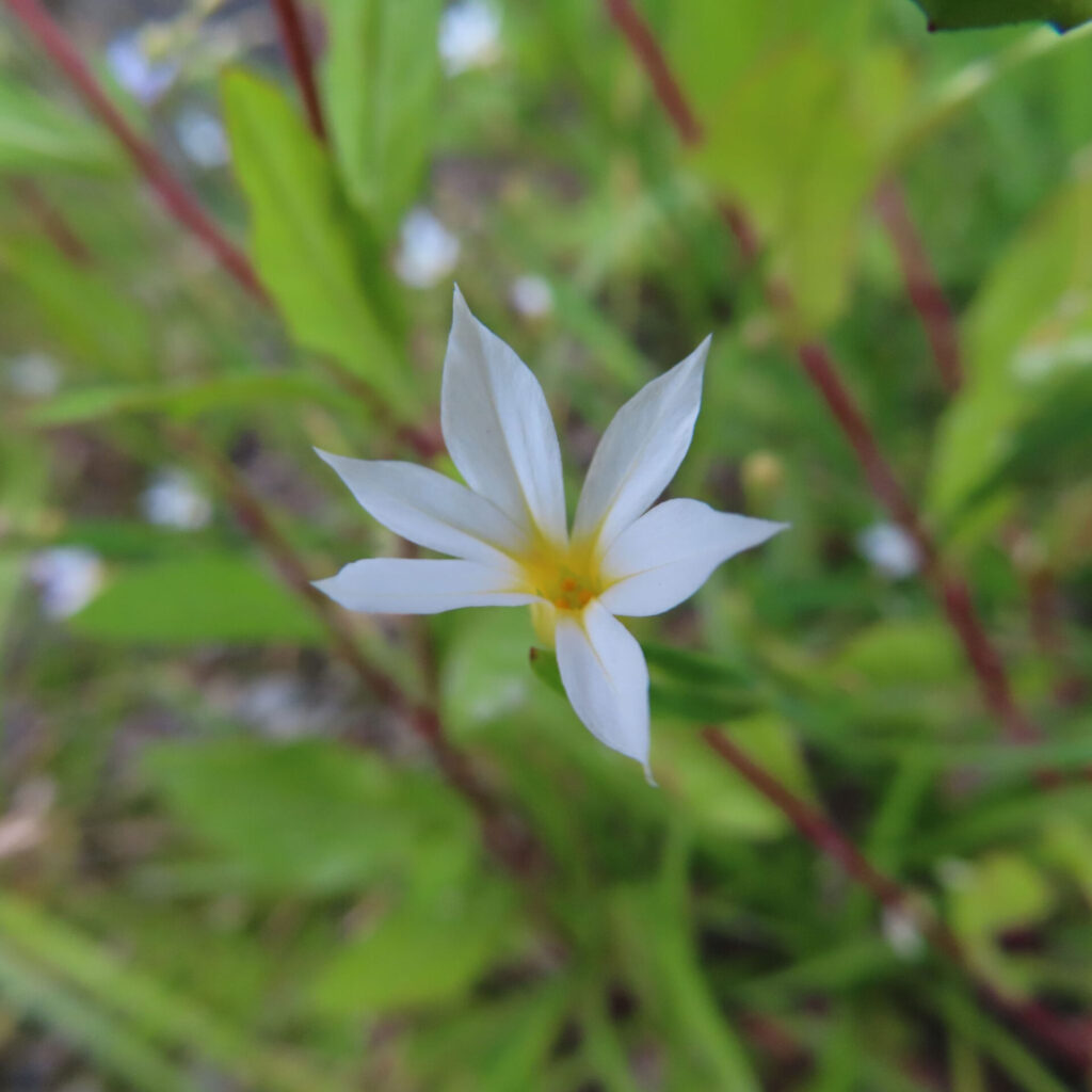 ニワゼキショウの花を撮影した無料写真素材