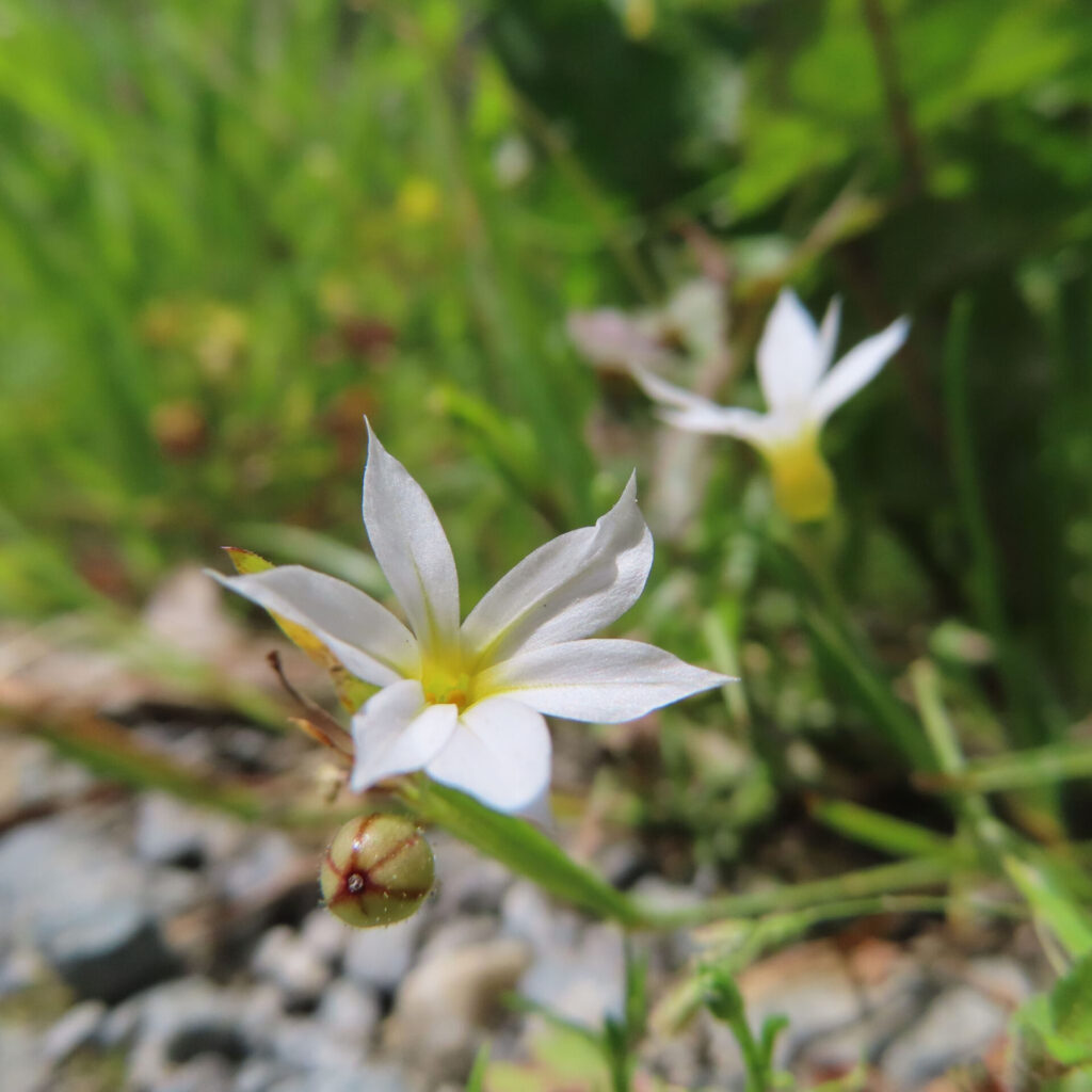 ニワゼキショウの花を撮影した無料写真素材