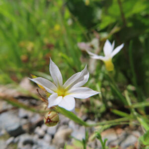 ニワゼキショウの花を撮影した無料写真素材